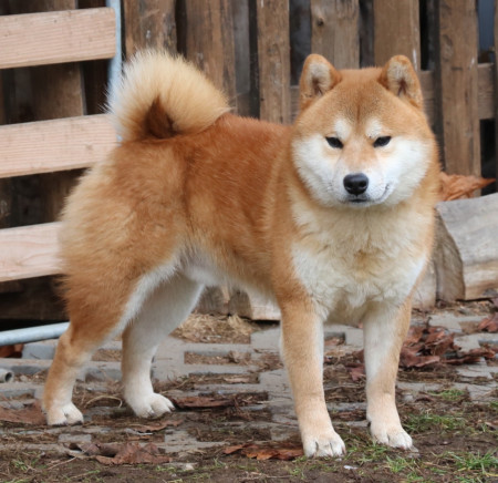 GENRYU GO from Hachimantai